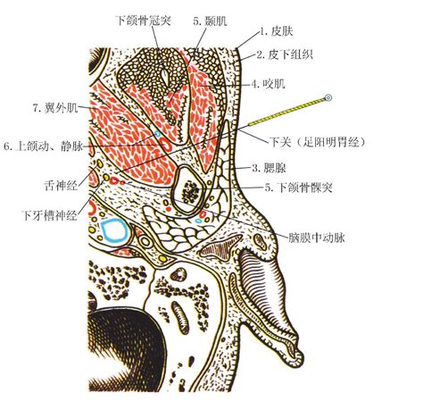 後穴